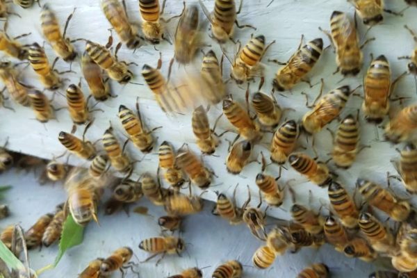 Why Bees Are Attracted to Sweaty Surfaces and How to Prevent It