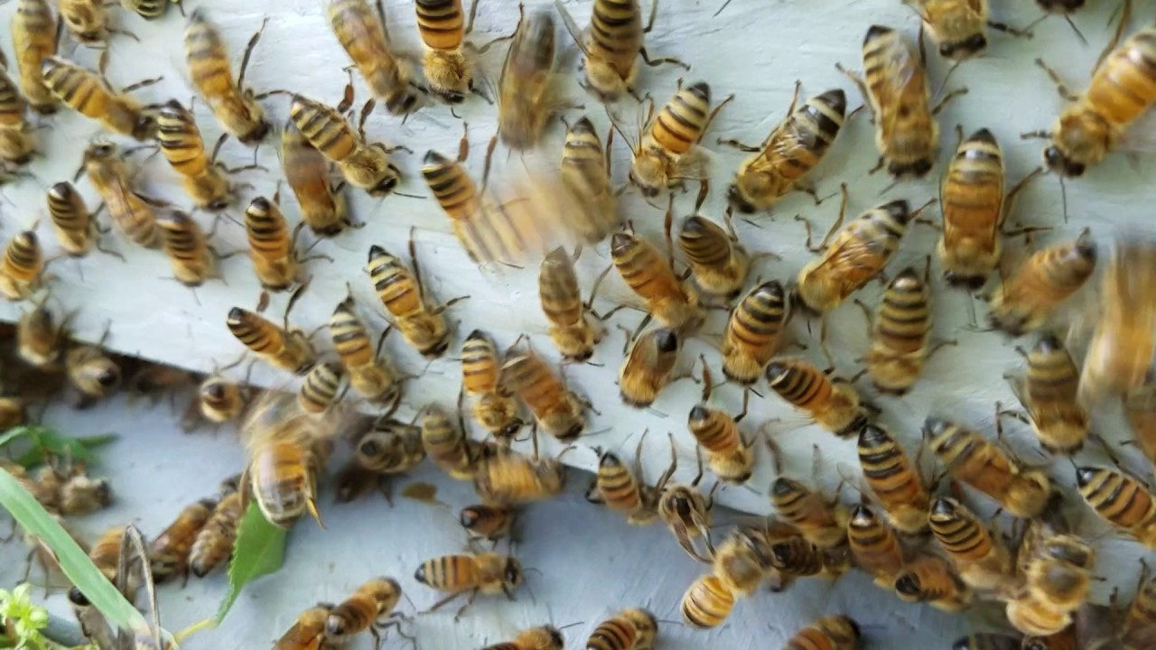 Why Bees Are Attracted to Sweaty Surfaces and How to Prevent It